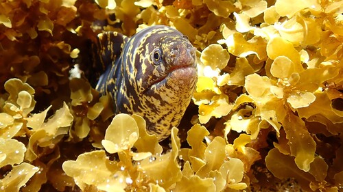 Echidna catenata
