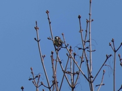 Parus major