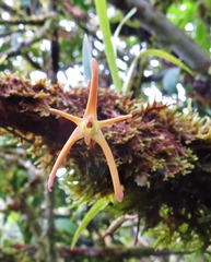 Maxillaria jacquelineana