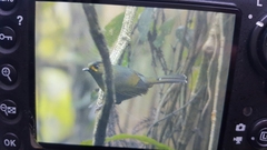 Liocichla steerii