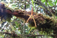 Maxillaria jacquelineana