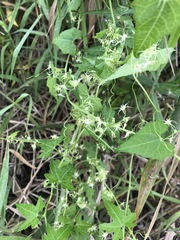 Actinostemma tenerum