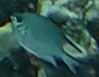 Amblyglyphidodon indicus