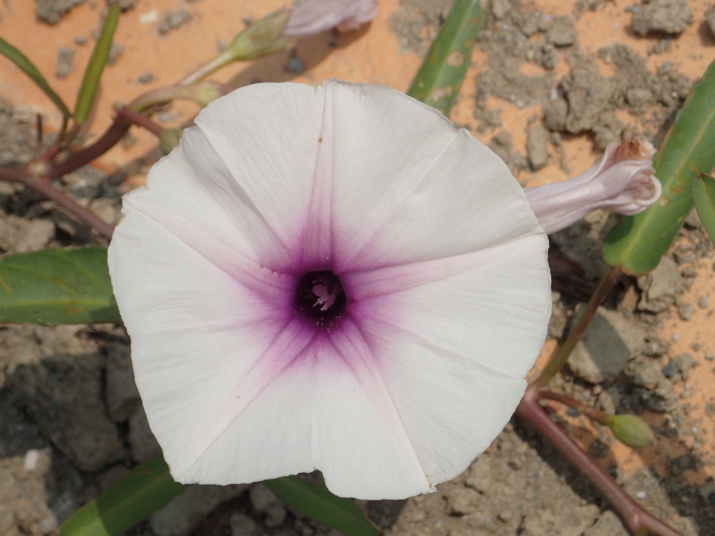 空心菜 顯花植物分類學跑台名錄 Inaturalist