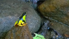 Mantella baroni