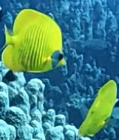Chaetodon semilarvatus