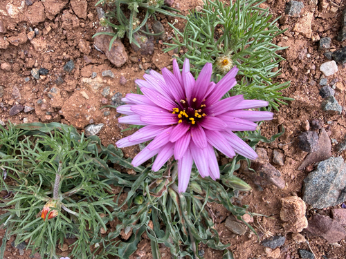Pseudopodospermum undulatum