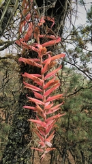Tillandsia prodigiosa