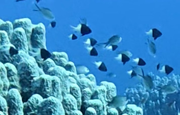 Pycnochromis dimidiatus