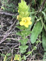 Alectra sessiliflora