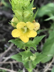 Alectra sessiliflora