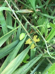 Actinostemma tenerum