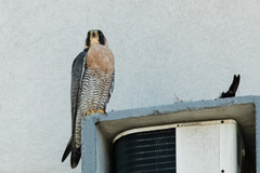 Falco peregrinus