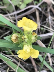 Alectra sessiliflora