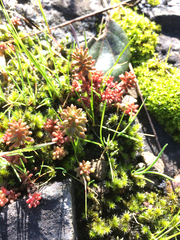 Sedum radiatum