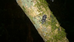 Tophoderes annulatus