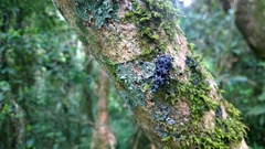 Tophoderes annulatus