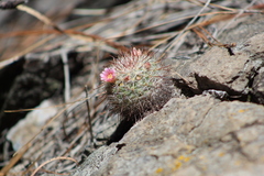 Mammillaria jaliscana jaliscana