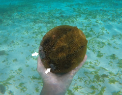 Dissodactylus primitivus