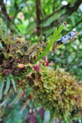 Maxillaria acuminata