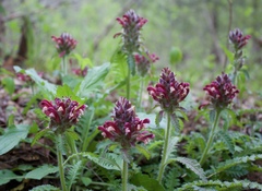 Pedicularis crenulata