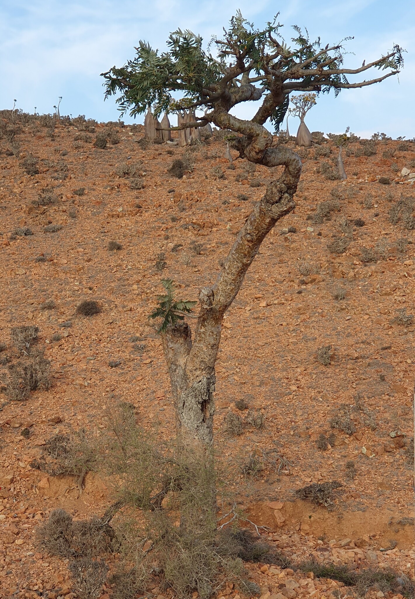 Boswellia elongata Balf.f. 2