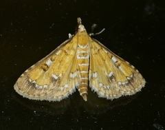 Niphograpta albiguttalis
