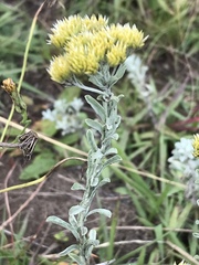 Helichrysum callicomum