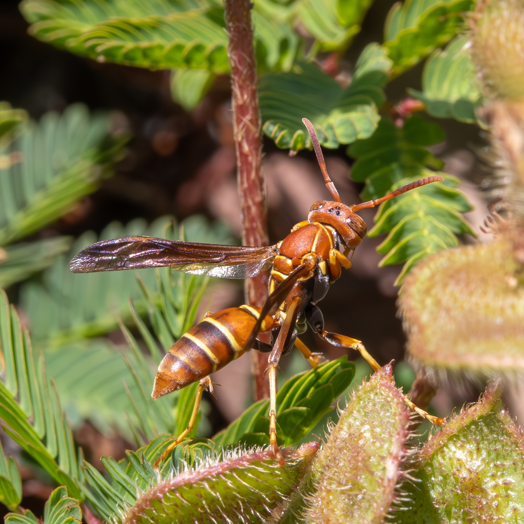 Bahamian Paper Wasp from Indian Harbour Brach, Indian Harbour Beach, FL ...