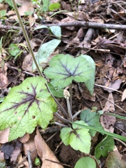 Tiarella cordifolia