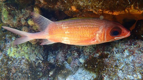 Holocentrus adscensionis