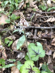 Tiarella cordifolia
