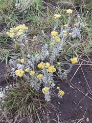 Helichrysum callicomum