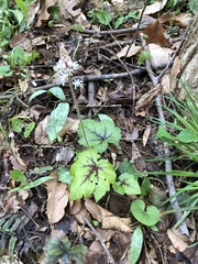 Tiarella cordifolia