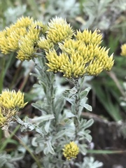 Helichrysum callicomum