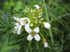 Cardamine amara