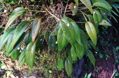 Pleurothallis niveoglobula
