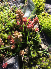 Sedum radiatum