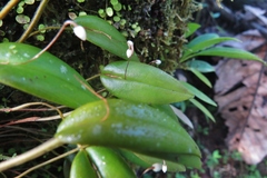 Pleurothallis niveoglobula
