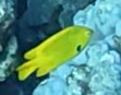 Pomacentrus sulfureus