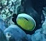 Chaetodon austriacus