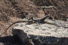 Tropidurus semitaeniatus