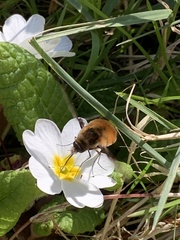 Bombylius major