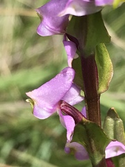 Disperis tysonii