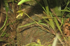 Maxillaria acuminata