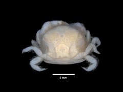 Dissodactylus primitivus