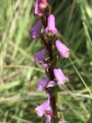 Disperis tysonii