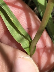 Disperis tysonii