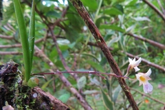 Ionopsis satyrioides