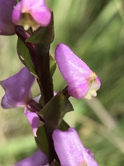 Disperis tysonii